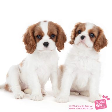 Cavalier pups