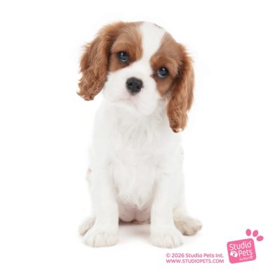 Cavalier pups